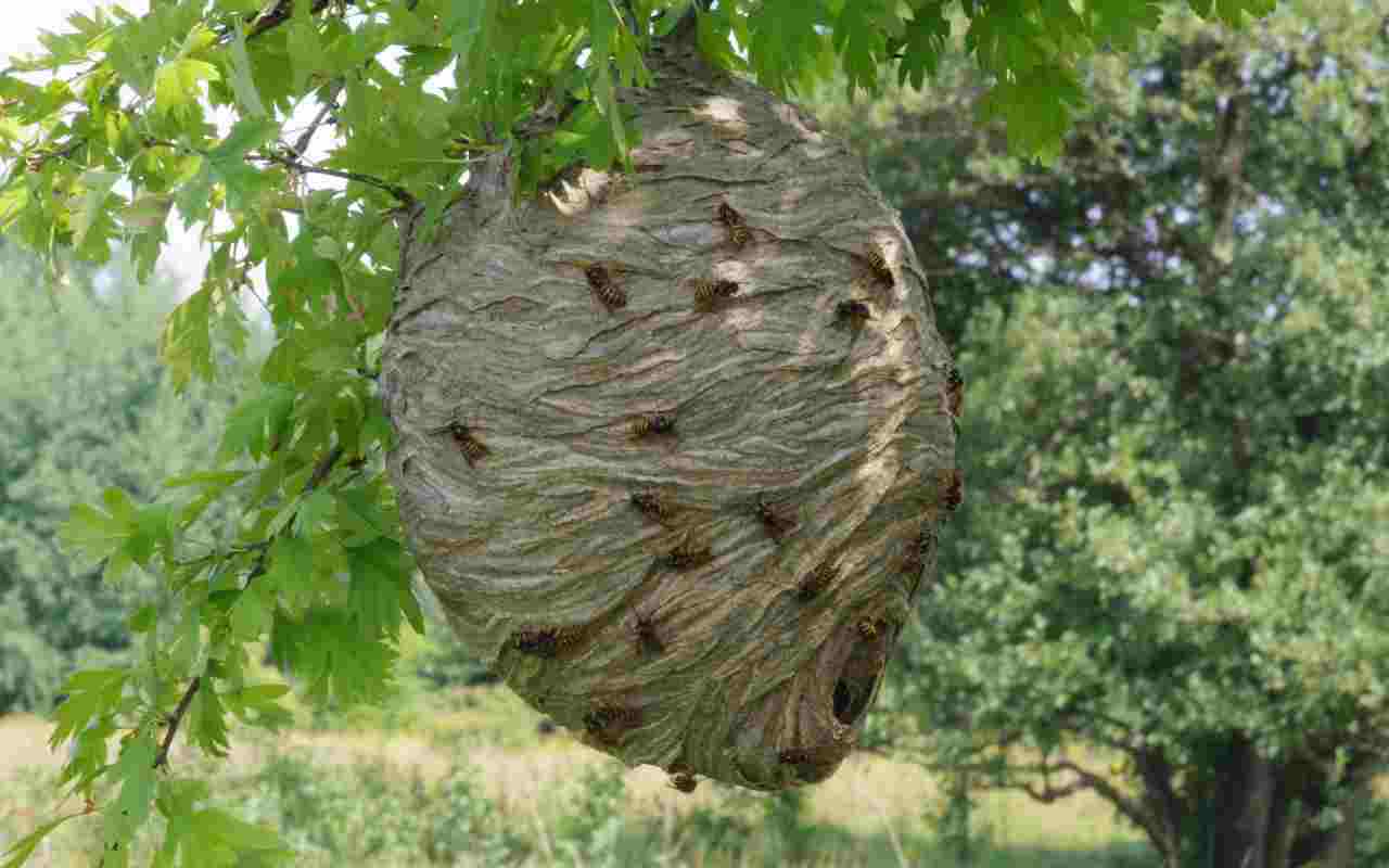 nidi di vespe