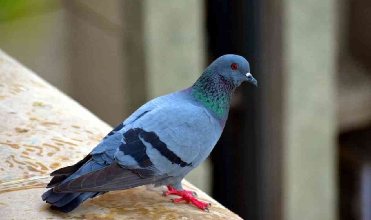 piccioni vengono sul balcone