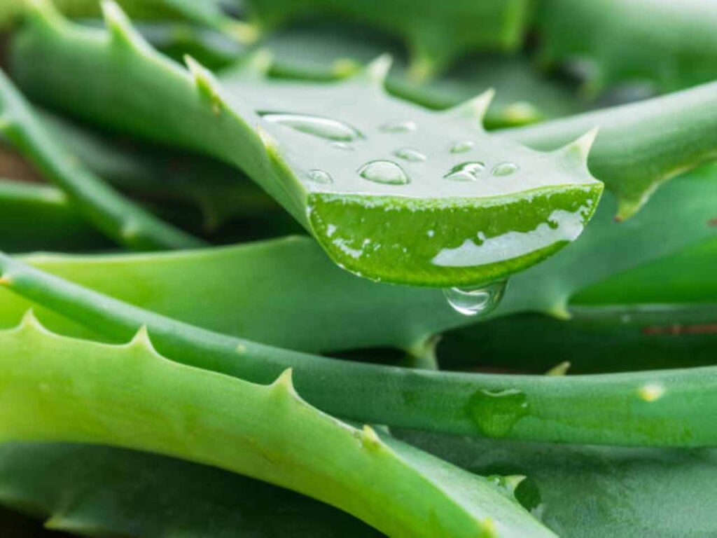 aloe vera benefici