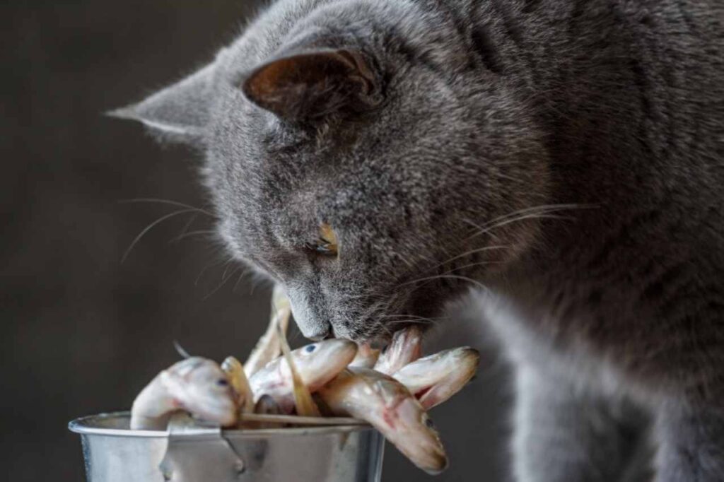 gatto mangia pesce crudo