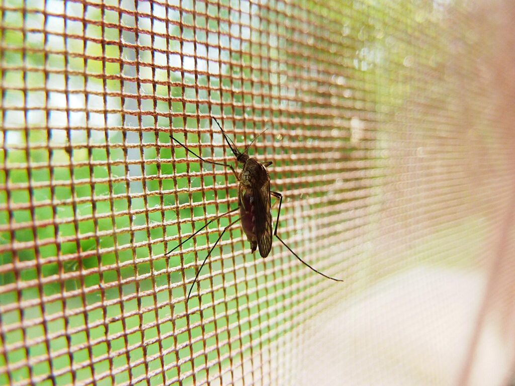 Come allontanare le cimici asiatiche da casa prima che entrino per l’inverno: le zanzariere