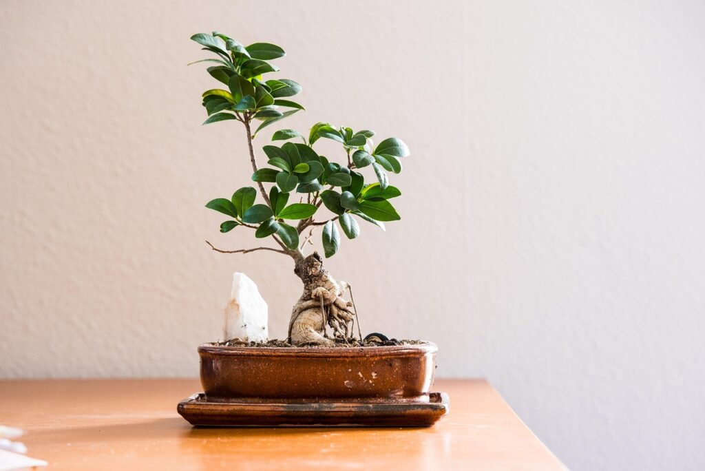 Come si pota un bonsai di ficus per mantenerlo in forma: la guida per principianti