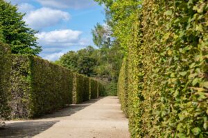 Scopri come potare siepi per ottenere forme armoniose e curate