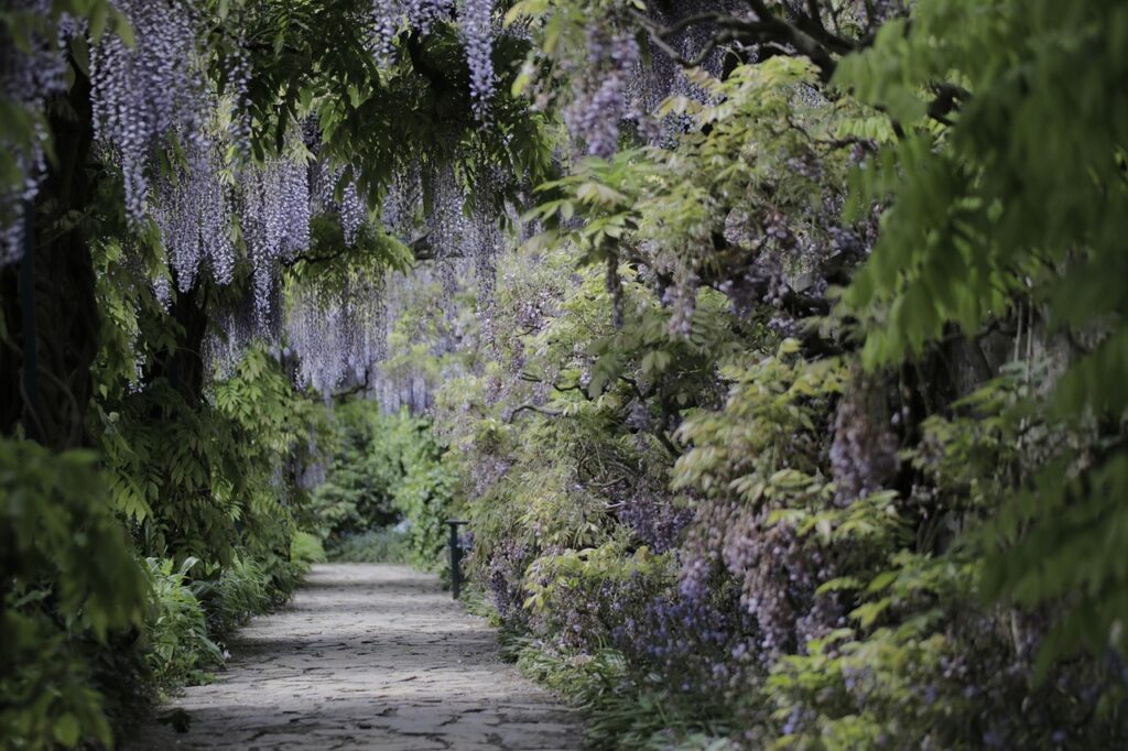 Scopri come scegliere le piante per zone d’ombra nel tuo giardino