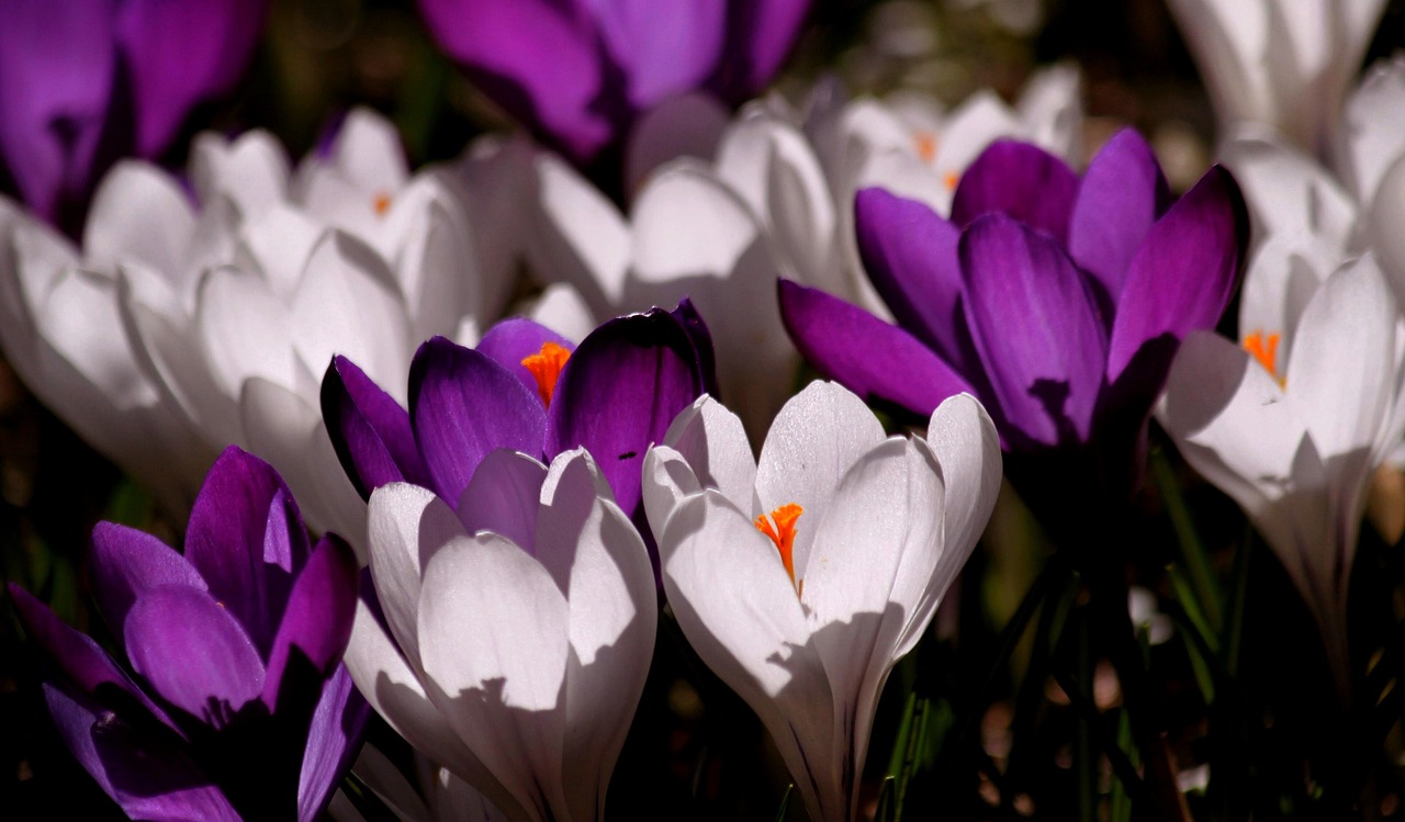 Varie specie di fiori colorati da piantare in primavera, pronte per la fioritura.