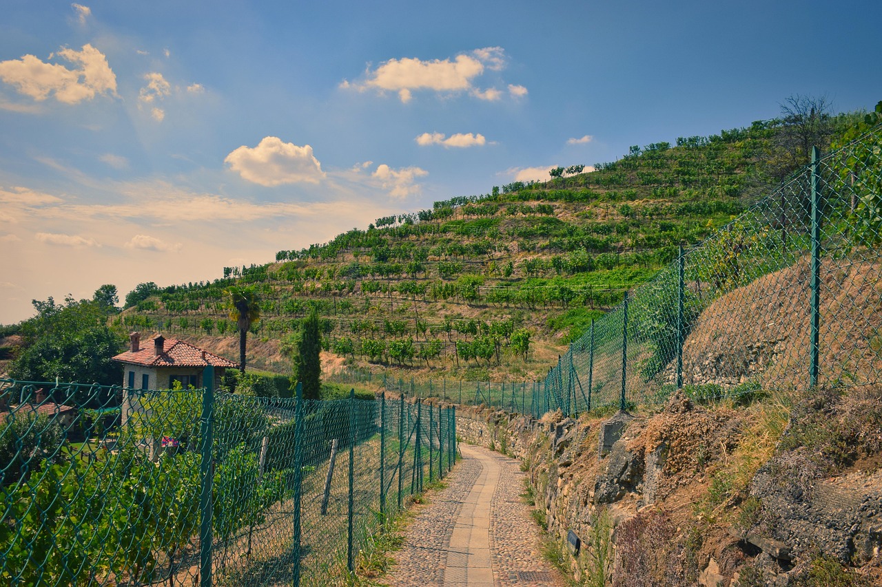 Trekking tra vigneti e colline verdi, panorami suggestivi e sentieri immersi nella natura.