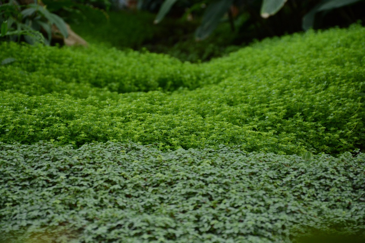 Piante tappezzanti rigogliose che decorano un giardino soleggiato e ben curato.