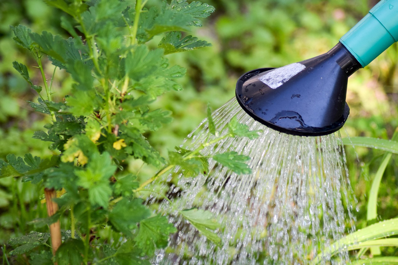 Un vaso di pianta con acqua raccolta da un condizionatore, simbolo di cura vegetale.