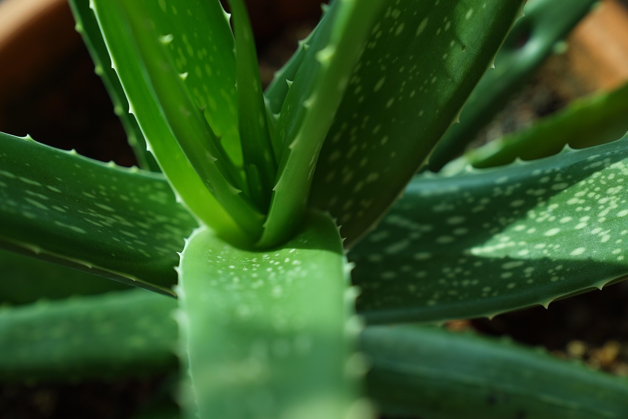 Piantina di aloe vera in vaso con gel di aloe estratto e piccole piantine in crescita.