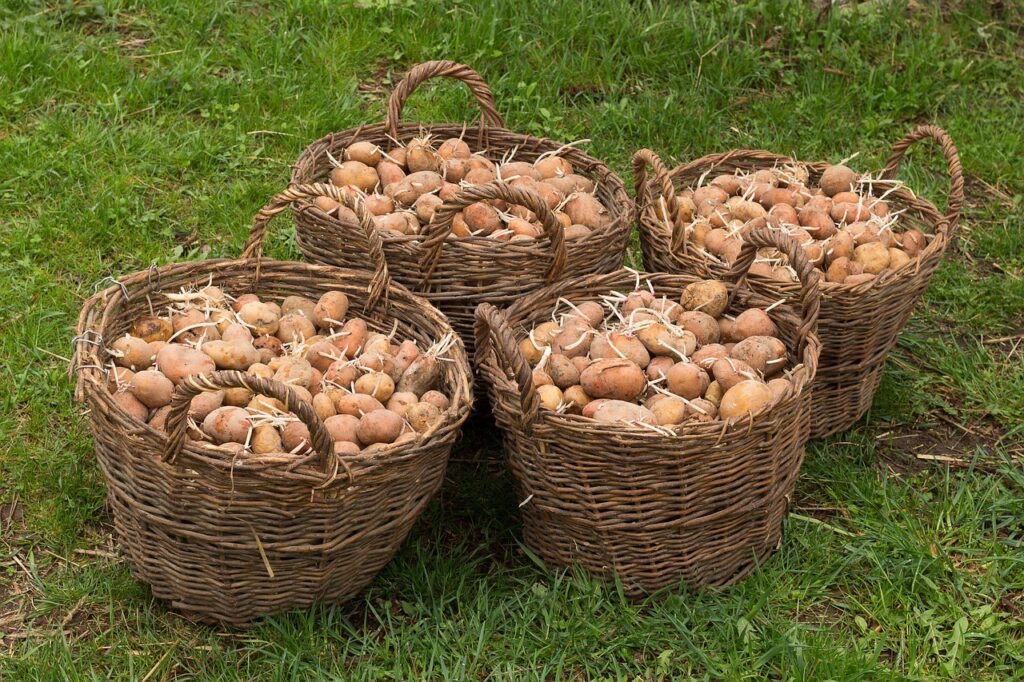 Come coltivare le patate in un sacco: il trucco che sta spopolando