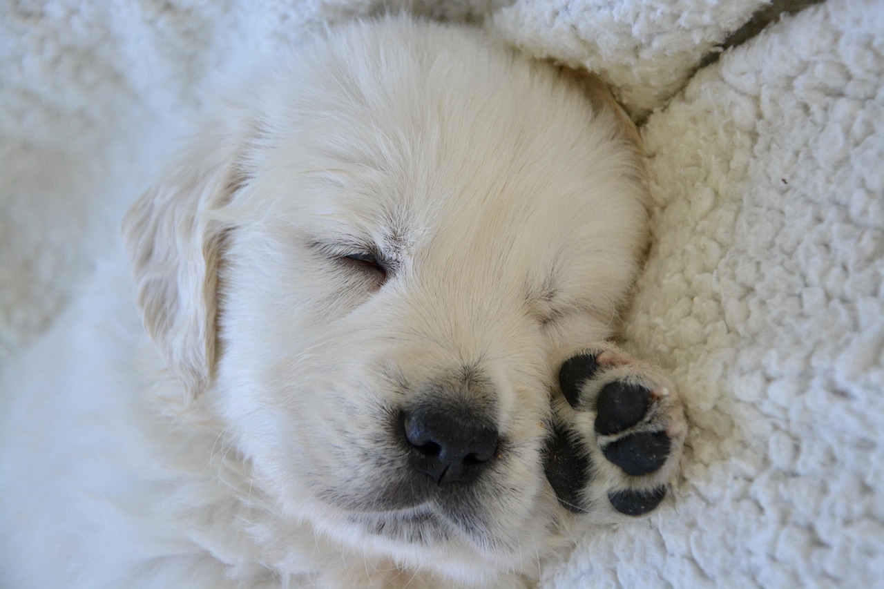 Cane che dorme e muove le zampe, illustrando il fenomeno del sogno negli animali.