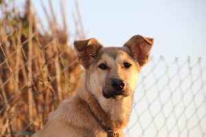 Il linguaggio delle orecchie del cane: ecco come capire cosa sta pensando