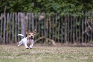 Lo scodinzolamento del cane: non sempre significa gioia, ecco la verità