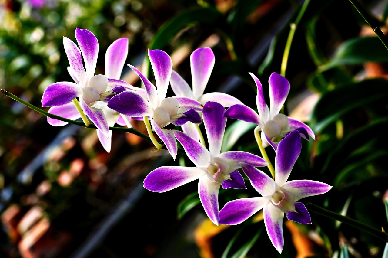Orchidea in fiore con un vaso, innaffiata correttamente secondo i consigli dell'articolo.