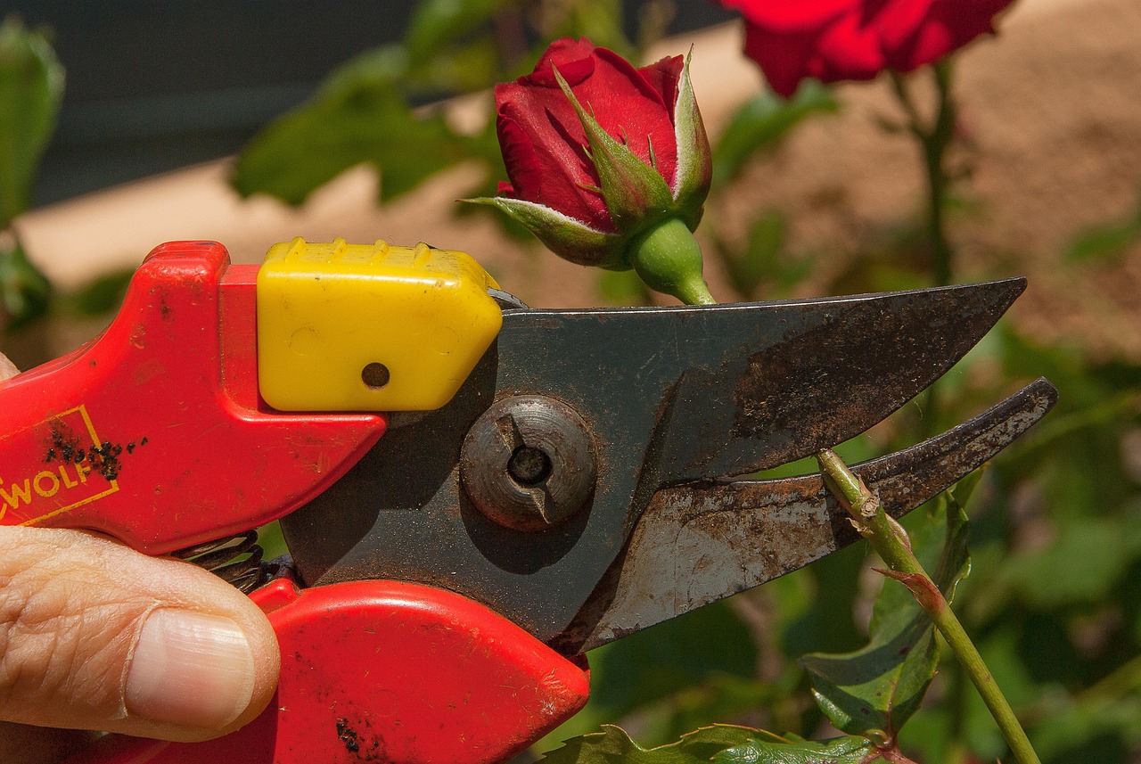 Rosa in fiore con attrezzi da giardinaggio, simbolo di potatura corretta.