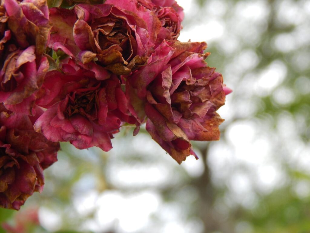 Oidio sulle rose: ecco il rimedio della nonna che funziona davvero