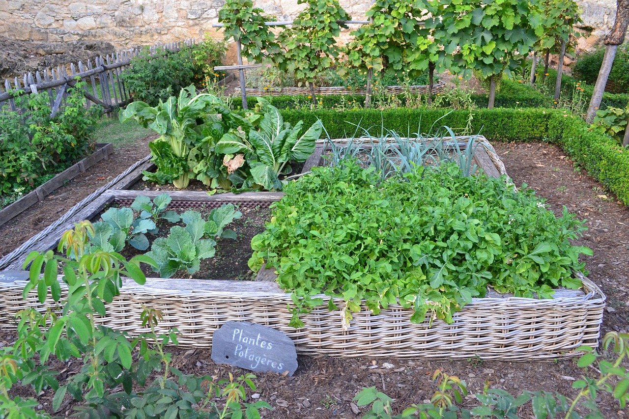 Immagine di un orto con diverse piante disposte in rotazione per massimizzare la produttività.