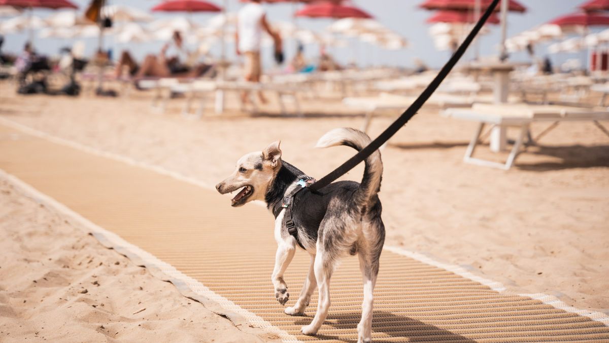 Cane felice su una spiaggia italiana, simbolo delle migliori spiagge dog-friendly.