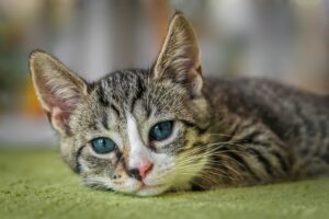 Sverminazione del gatto: ecco quando farla e ogni quanto ripeterla