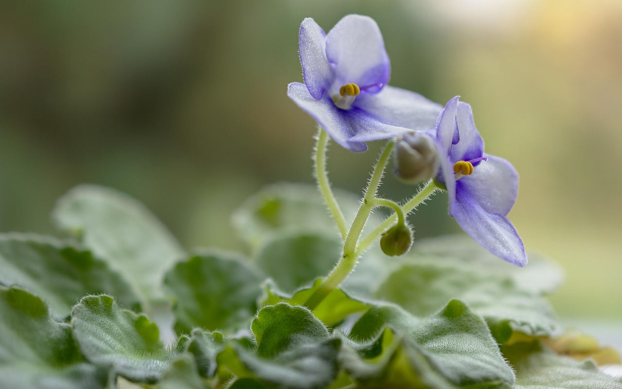 Violette in fiore, con petali viola vivaci e foglie verdi, simbolo di abbondanza floreale.