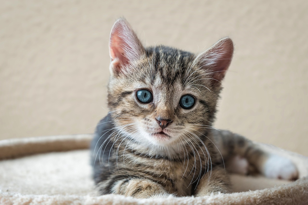 Gatto in primo piano con espressione curiosa, simbolo di responsabilità e riflessione prima dell'adozione.