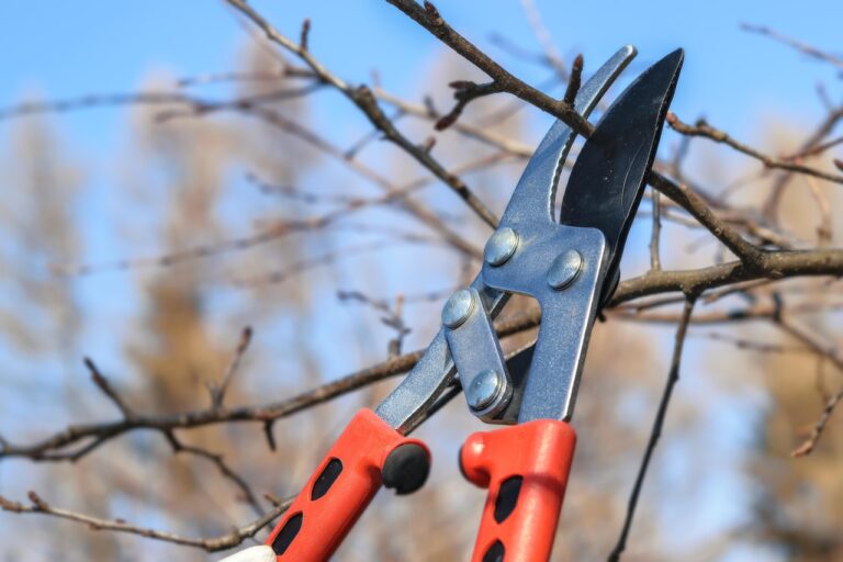 Alberi da potare tra Gennaio e Febbraio: ecco quali sono