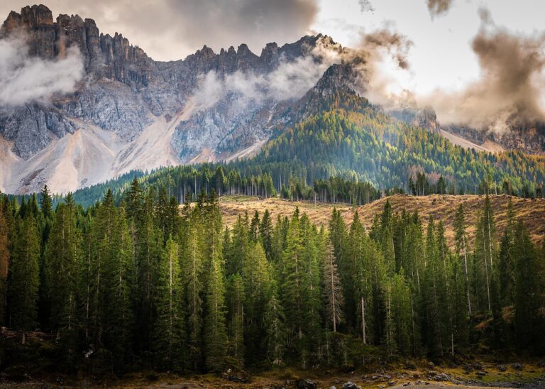 Bostrico tipografo: l'insetto che sta uccidendo gli abeti delle Dolomiti dopo Vaia