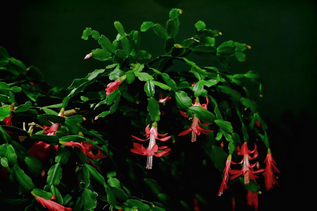 Cactus di Natale che non fiorisce mai? Spostalo in questa stanza e si riempirà di boccioli