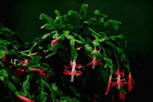 Cactus di Natale che non fiorisce mai? Spostalo in questa stanza e si riempirà di boccioli
