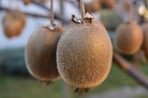 Cancro batterico del kiwi: il batterio che ha distrutto interi frutteti in Veneto