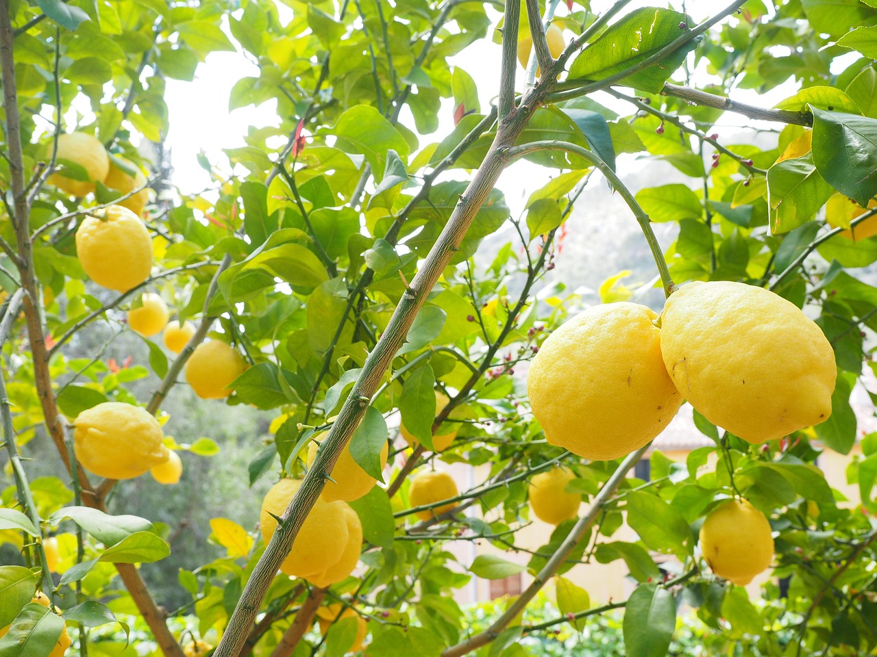 Concime per limoni in un vaso, con frutti e fiori rigogliosi sullo sfondo.