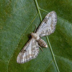 Metcalfa pruinosa: la cicalina americana che imbianca alberi e siepi in estate