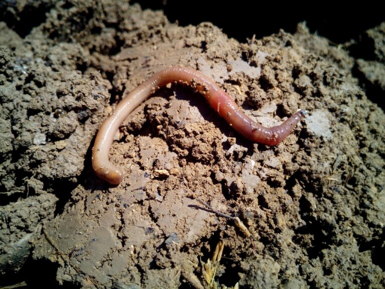 Nematodi nel terreno: l'analisi del suolo che svela la presenza prima del raccolto