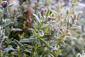 Non tutte le piante muoiono col freddo: ecco 5 specie che amano l’inverno