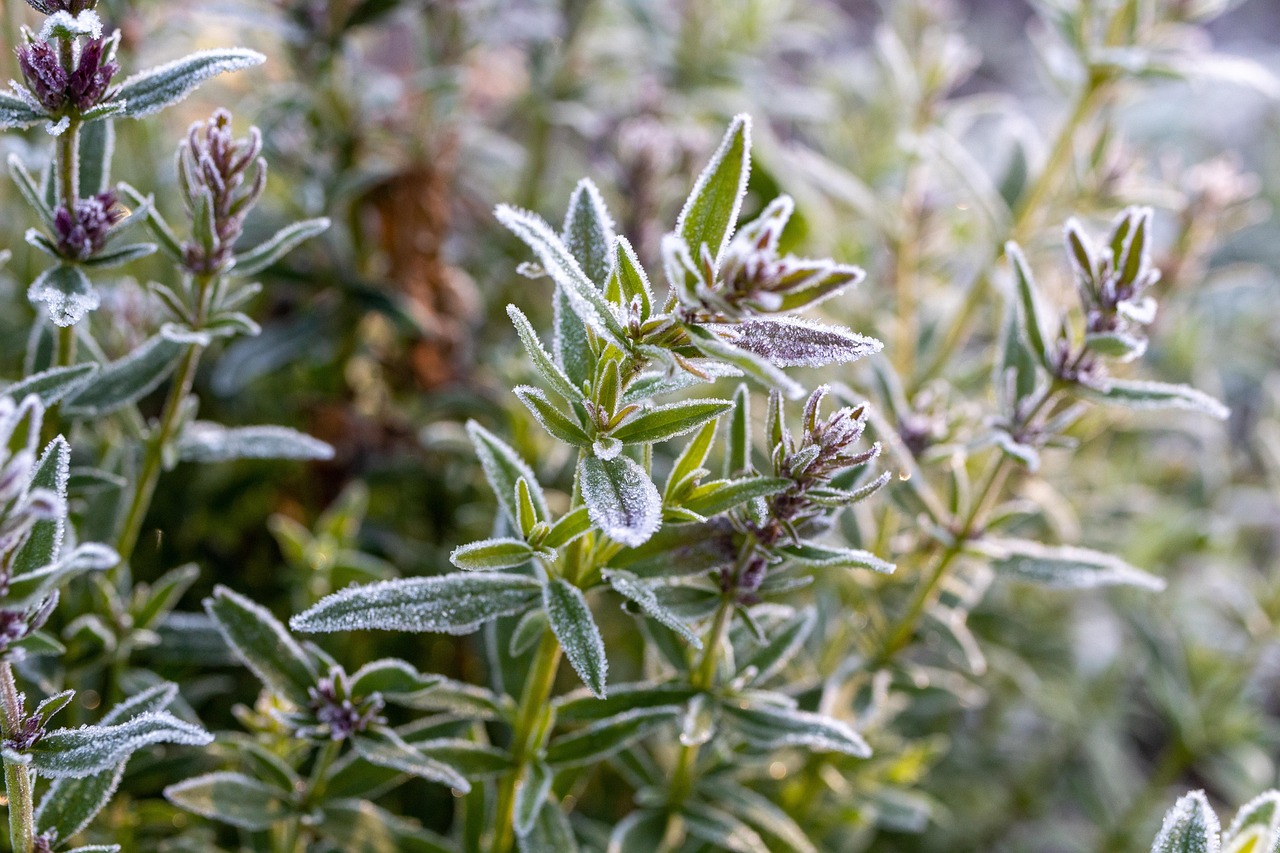 Cinque piante resistenti al freddo in un paesaggio invernale, perfette per l'inverno.