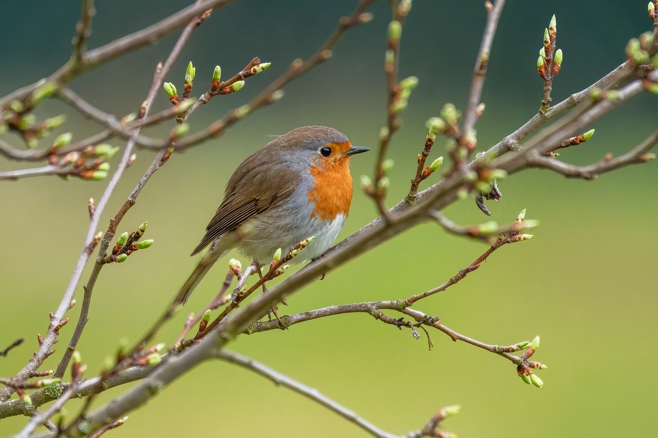 Pettirosso e cinciallegra su un balcone con piante per nutrire gli uccelli in inverno.