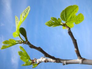 Quando potare il fico: ecco il consiglio del giardiniere