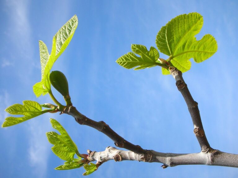 Quando potare il fico: ecco il consiglio del giardiniere