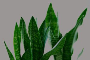 Sanseveria: il metodo infallibile per annaffiarla senza rischi di marciume