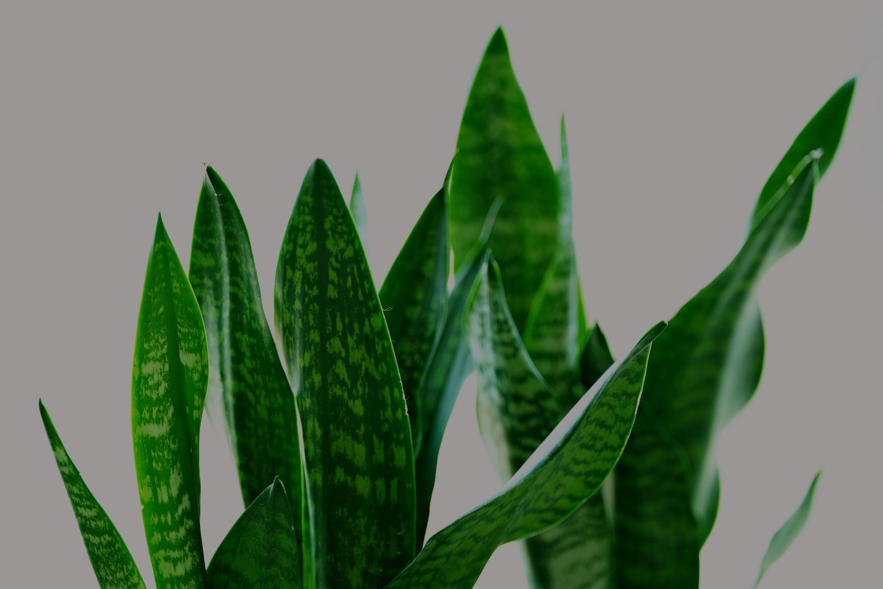 Sanseveria in vaso, con terra umida e gocce d'acqua, simbolo di corretta annaffiatura.