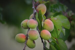 Sharka delle drupacee: la malattia virale che ha allarmato i frutticoltori italiani