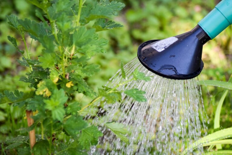 Acqua troppo calcarea? Ecco come proteggere le piante