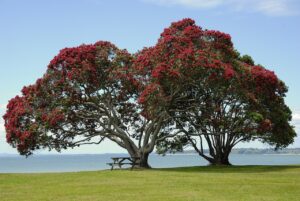 Alberi da ombra: le varietà più amate del momento