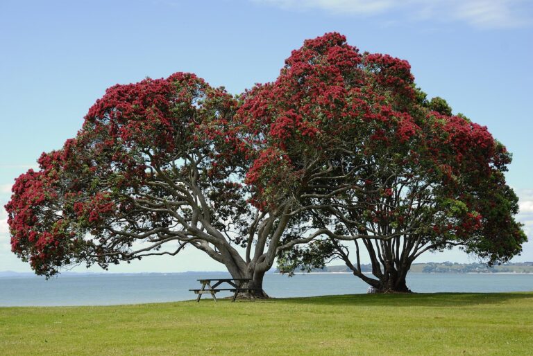 Alberi da ombra: le varietà più amate del momento