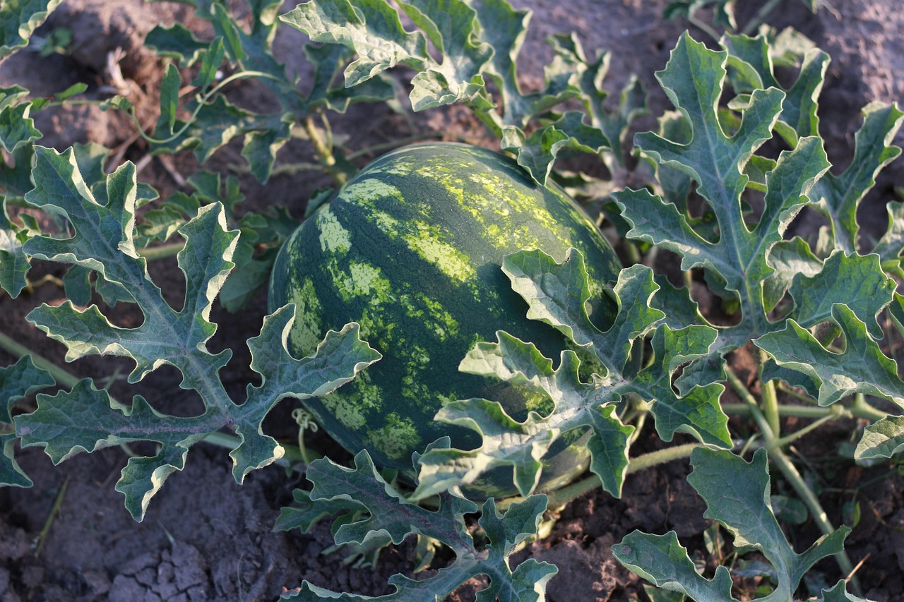 Anguria e melone freschi nel giardino, con consigli su errori da evitare nella coltivazione.