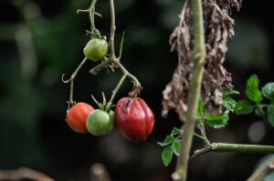 Attenzione ai pomodori: questo errore può compromettere il raccolto