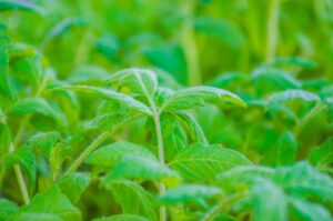 Attenzione alle foglie dei pomodori: questo segnale non va ignorato