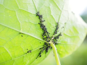 Cocciniglia sugli agrumi: ecco come eliminarla
