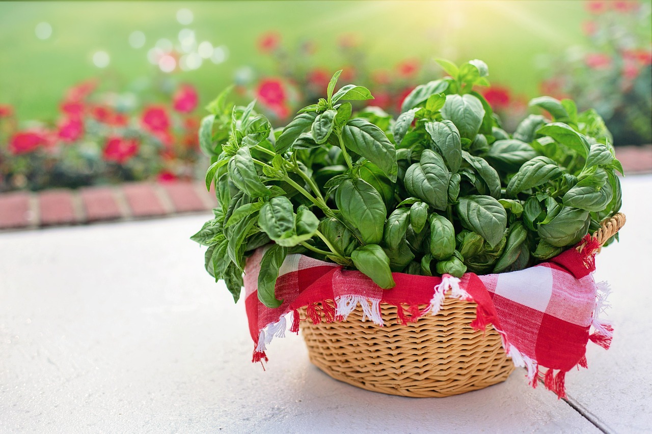 Pianta di basilico rigogliosa e verde, pronta per essere coltivata durante l'estate.