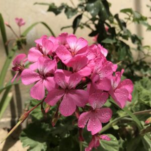 Come avere gerani pieni di fiori: il trucco che cambia tutto